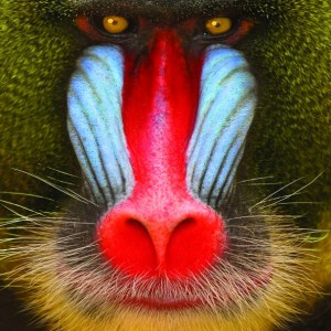 suckers-wildsmile-608x608